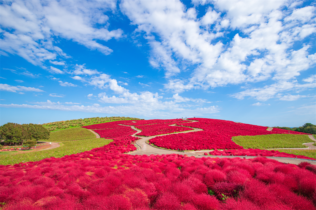 駆除 | 茨城県