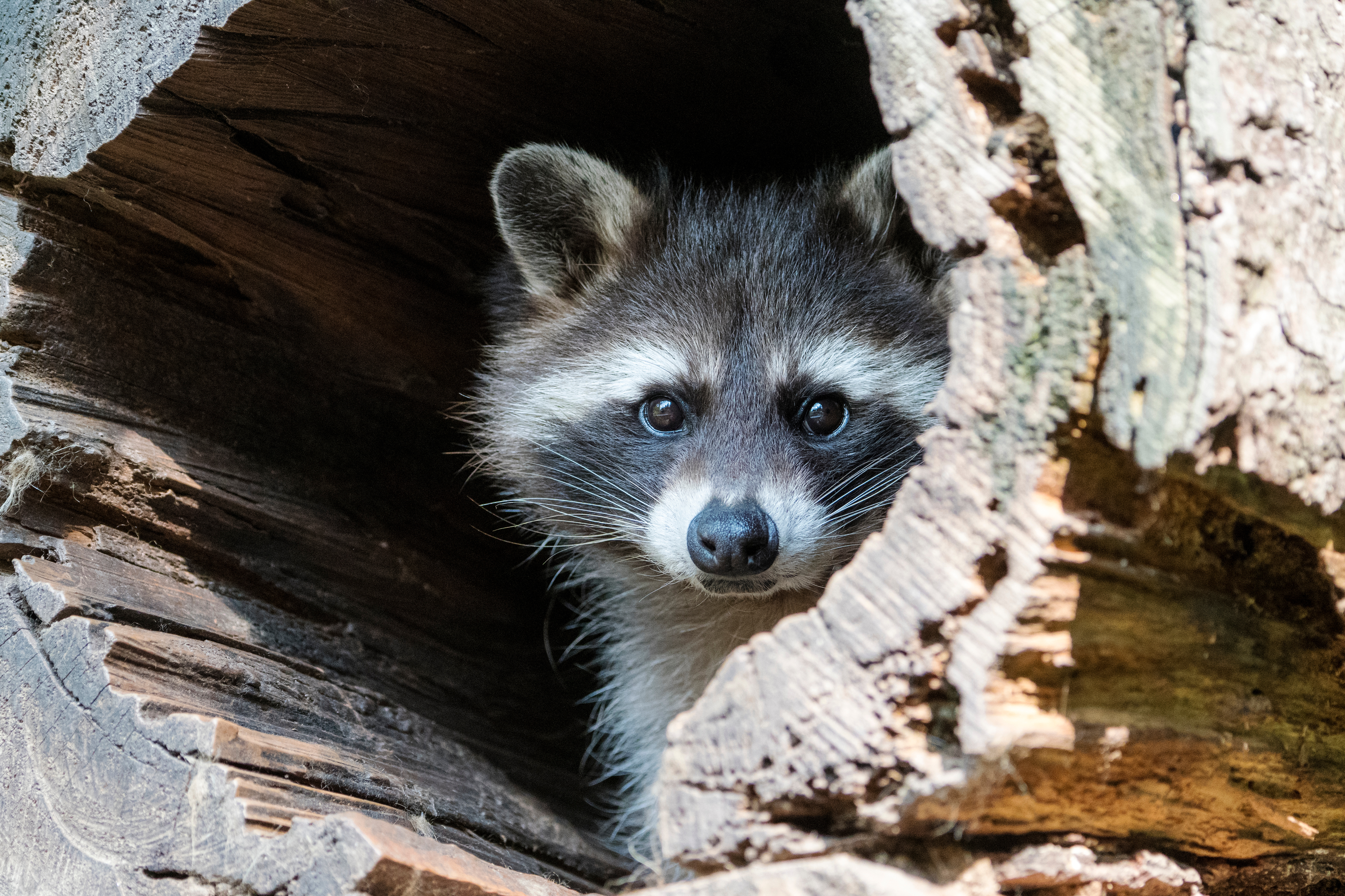 アライグマやコウモリの悩みを解消する専門サポート