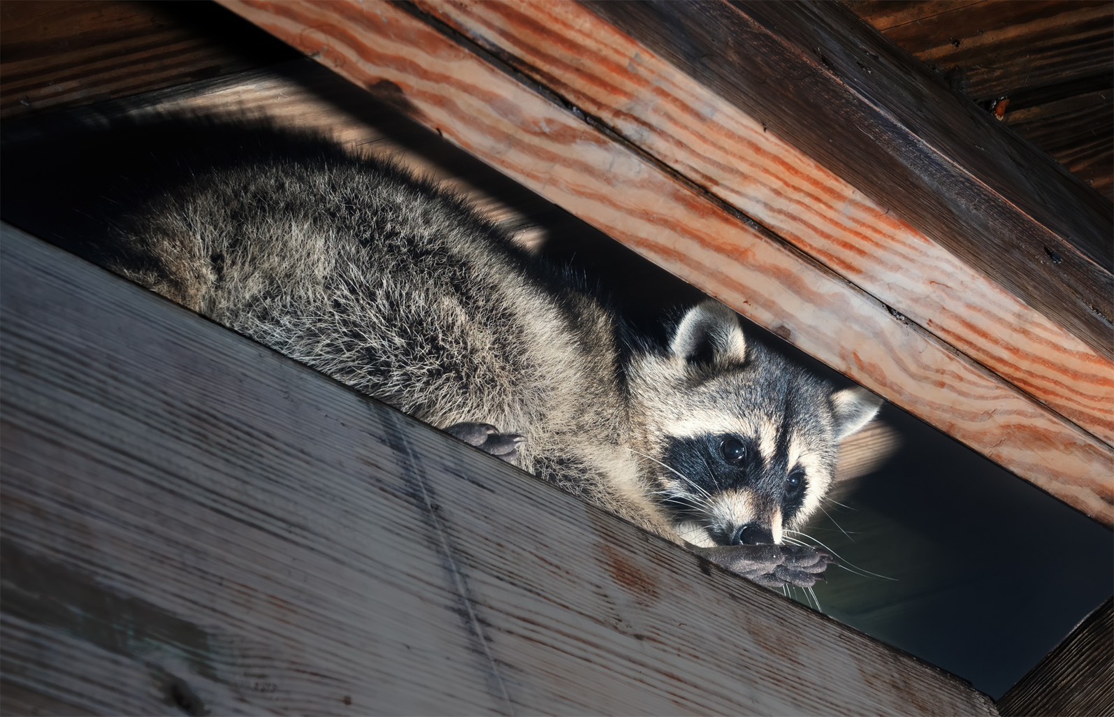 当社のアライグマ駆除の特徴